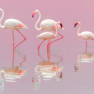 Flamingos face