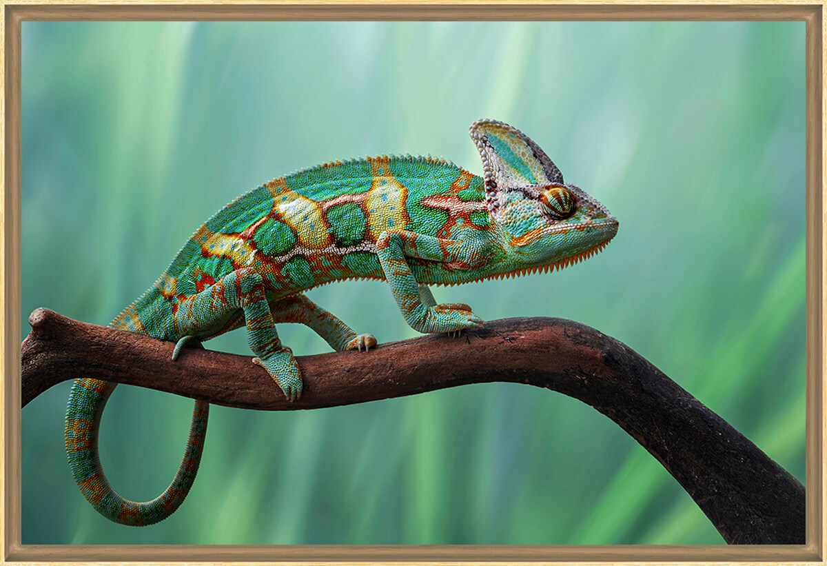 Chameleon, tirage encadré sur verre synthétique 90x60 cm