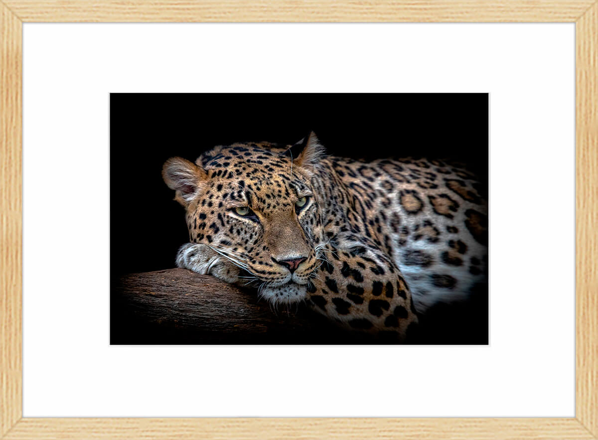 Leopard resting, tirage sous-verre encadré 70x50 cm